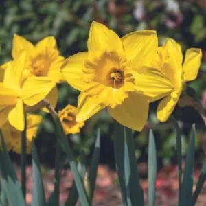 Narcisse Trompette Standard Value