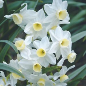 Narcisse Pluriflore Silver Chimes