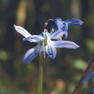 Scille bifolia