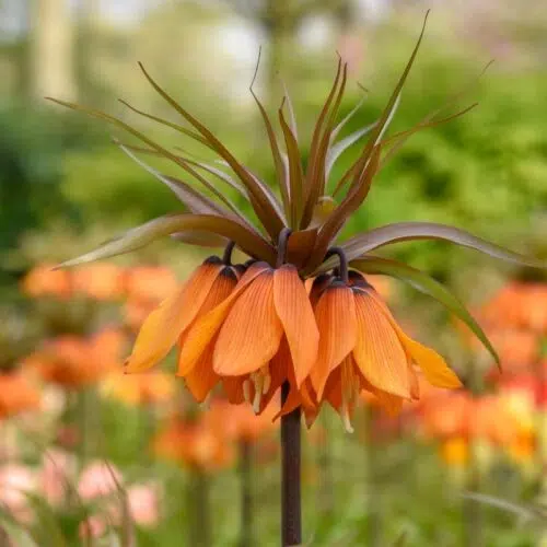 Fritillaire imperialis Sunset
