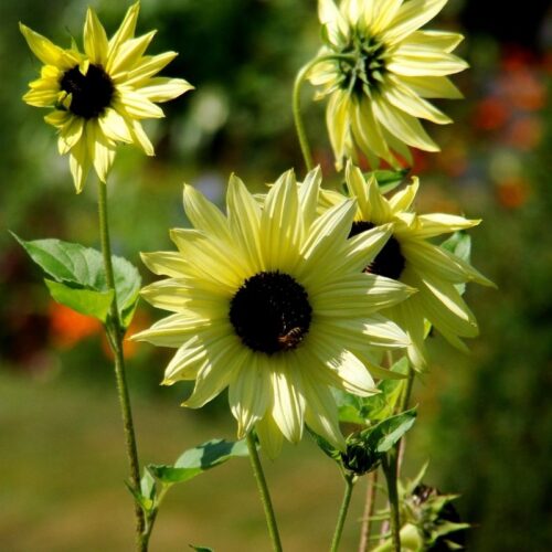 Soleil Debilis Italian White