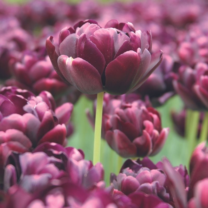 Tulipe Double Tardive Alison Bradley