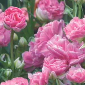 Tulipe Double Tardive Arosa