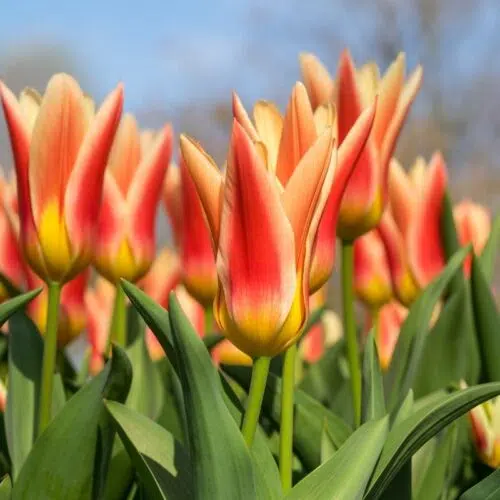 Tulipe Kaufmanniana Corona