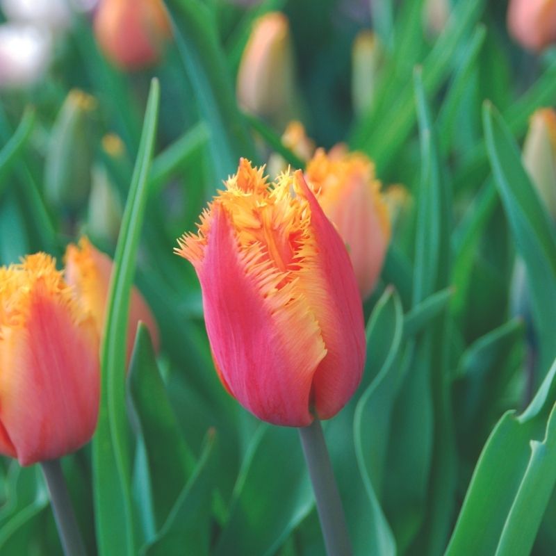 Tulipe Dentelle Lambada