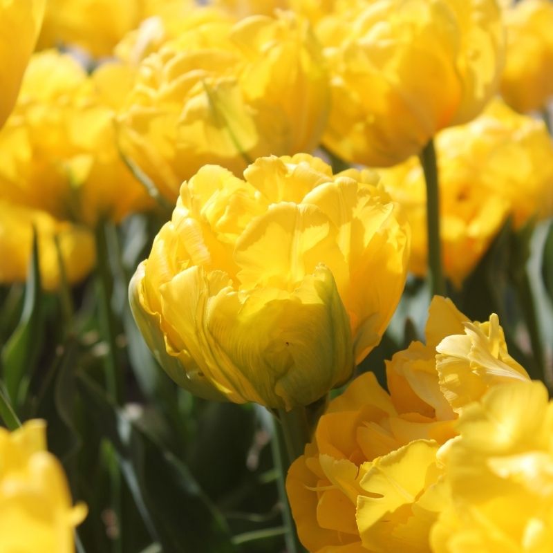 Tulipe Double Hâtive Mari Jo