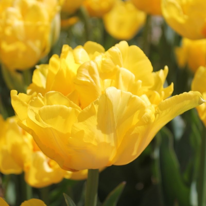 Tulipe Double Hâtive Mari Jo