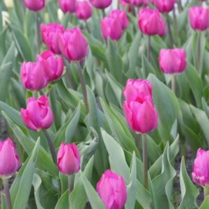 Tulipe Triomphe Gomera