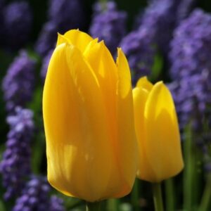 Tulipe Simple Tardive Hella Light's