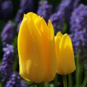 Tulipe Simple Tardive Hella Light's