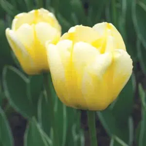Tulipe Darwin Hybride Jaap Groot