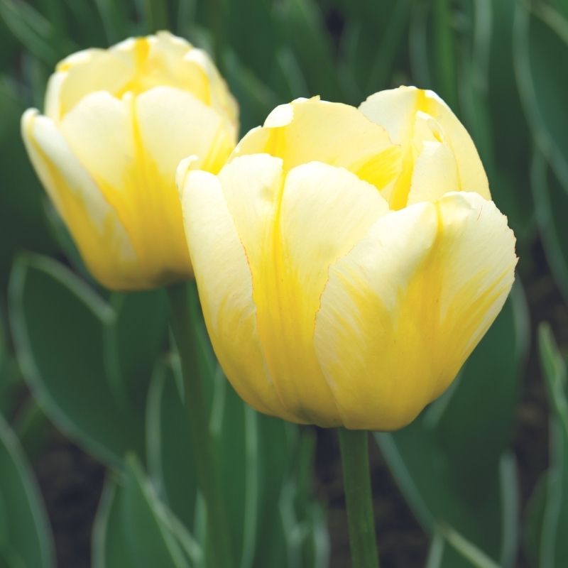 Tulipe Darwin Hybride Jaap Groot