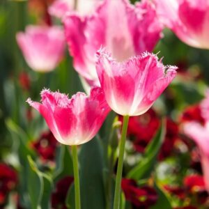 Tulipe Dentelle Joy of Spring