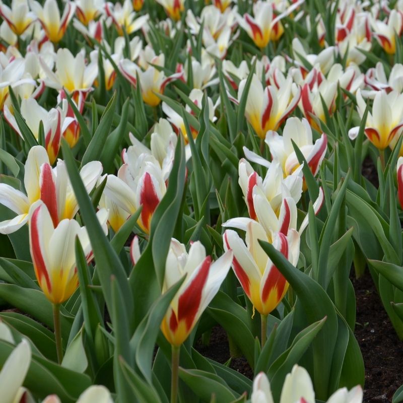 Tulipe Kaufmanniana The First