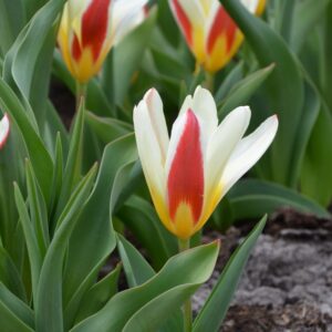 Tulipe Kaufmanniana The First