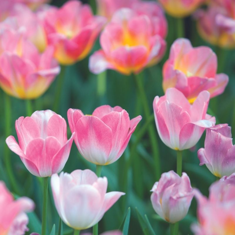 Tulipe Darwin Hybride Kunyun