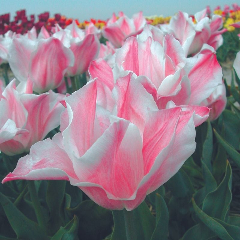 Tulipe Fleur de lis Miss Elegance