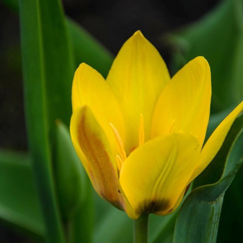 Tulipe Kaufmanniana Partitura