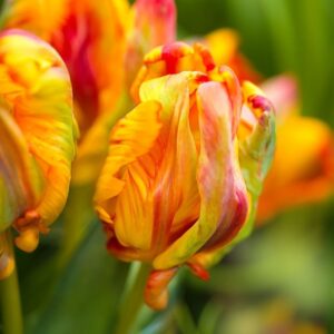 Tulipe Perroquet Rasta Parrot