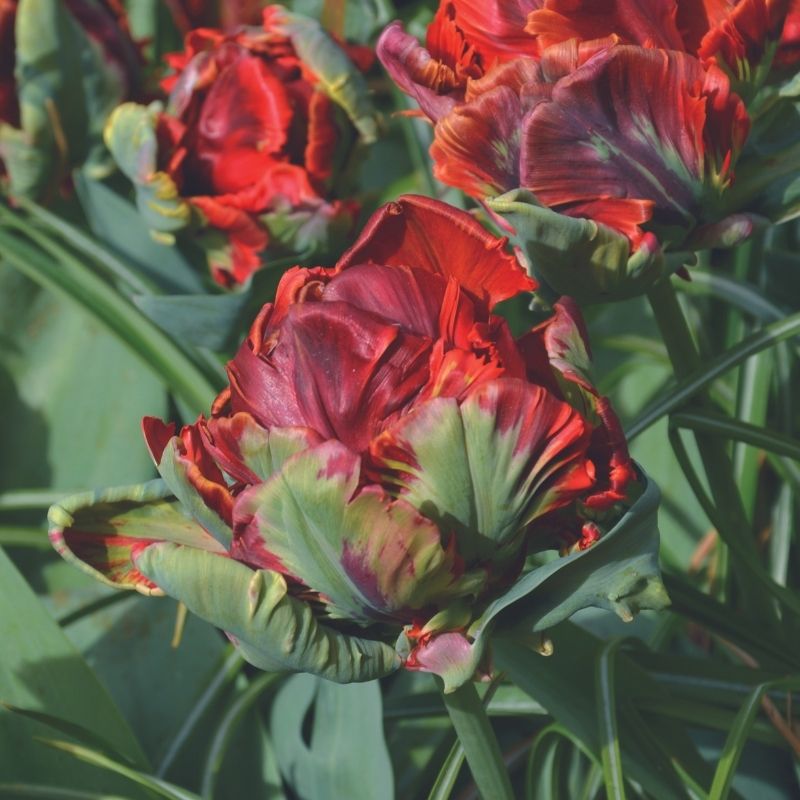 Tulipe Perroquet Exotic Parrot