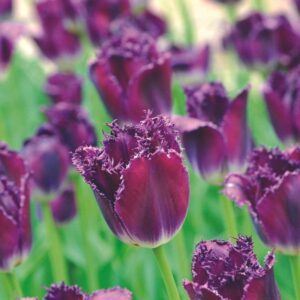 Tulipe Dentelle Purple Crystal