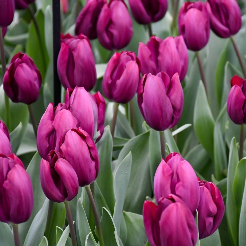 Tulipe Triomphe Roeska