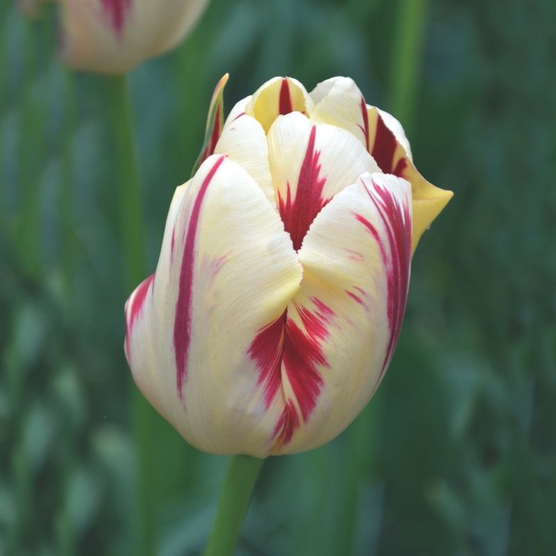 Tulipe Triomphe Grand Perfection
