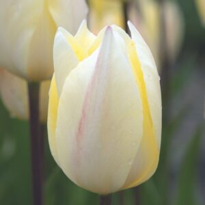 Tulipe Triomphe Yellow Surprise