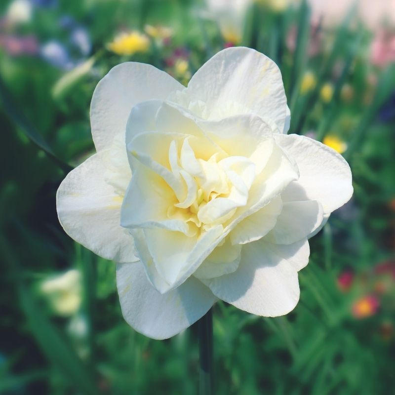 Narcisse Double White Medal