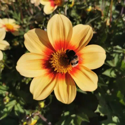 Dahlia Nain Simple Granada