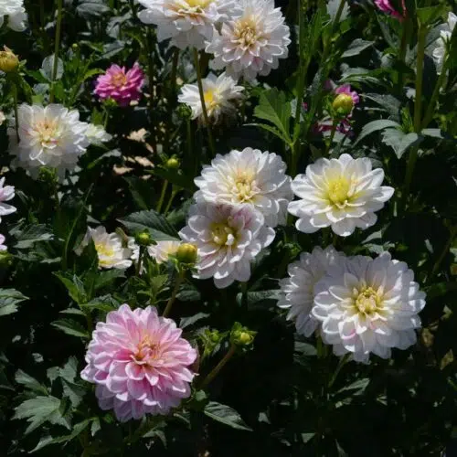 Dahlia Décoratif Bonesta