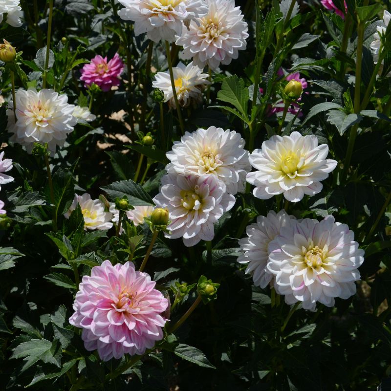 Dahlia Décoratif Bonesta