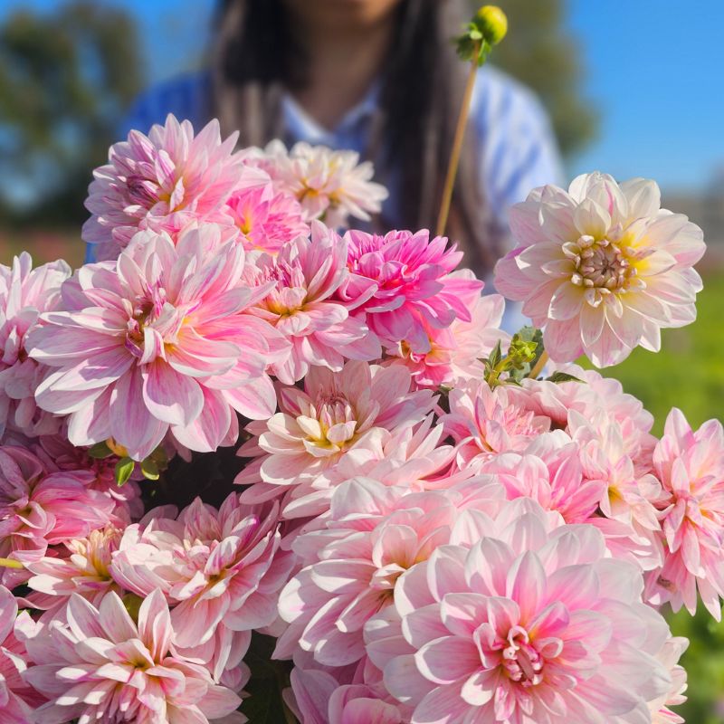 Dahlia Décoratif Bonesta