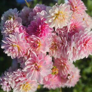 Dahlia Décoratif Bonesta