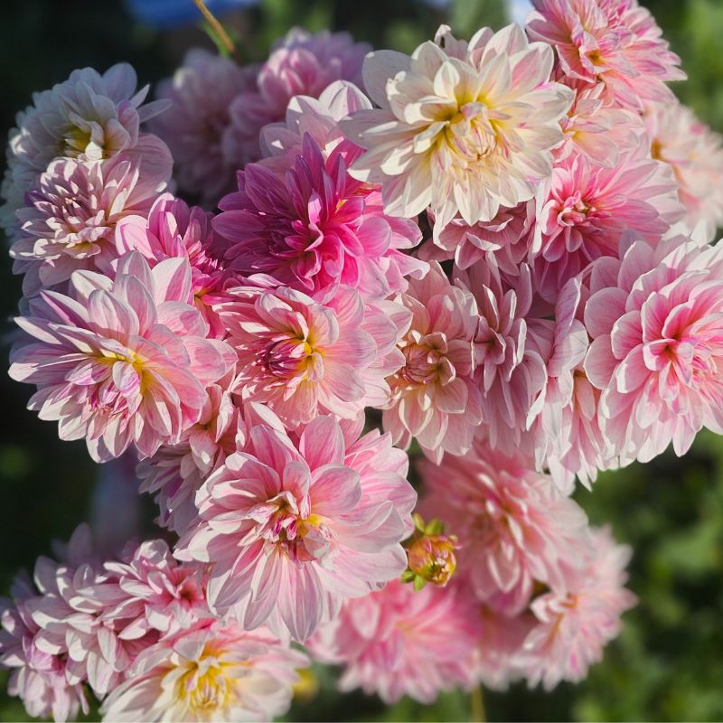 Dahlia Décoratif Bonesta
