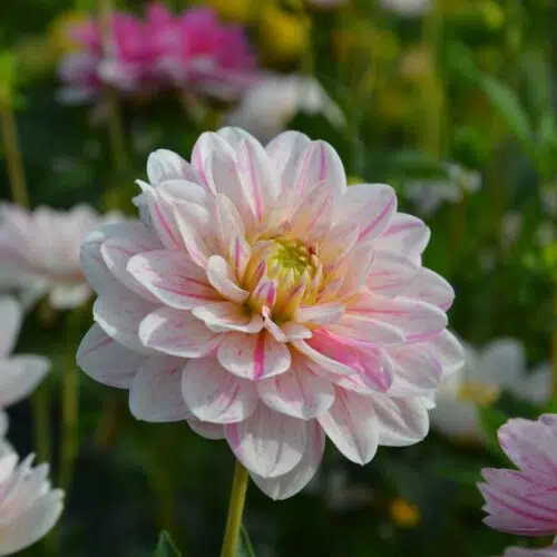 Dahlia Décoratif Bonesta