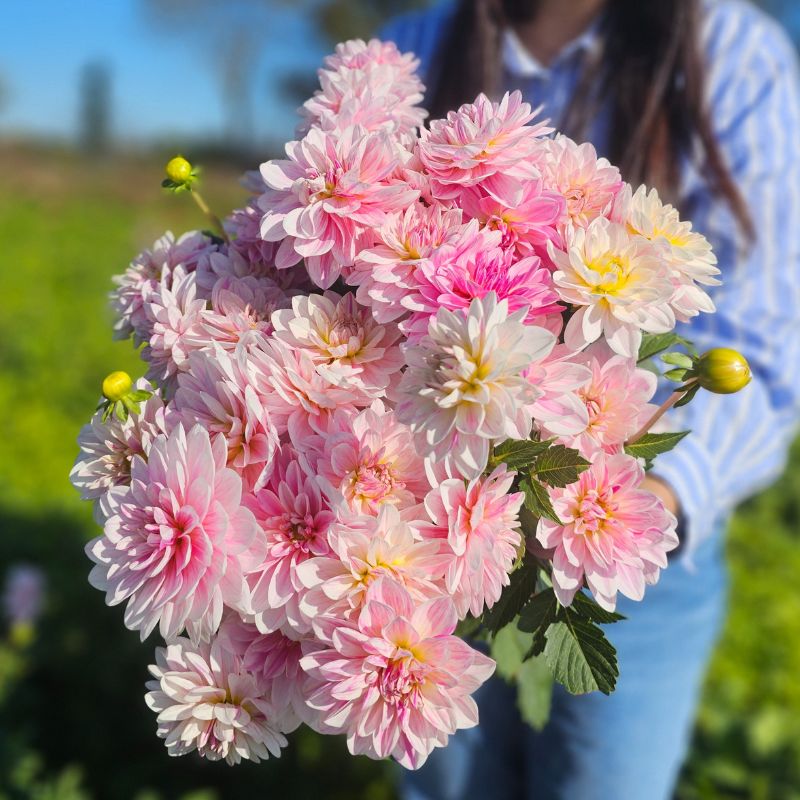 Dahlia Décoratif Bonesta
