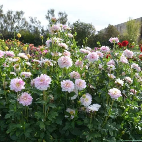 Dahlia Décoratif Bonesta