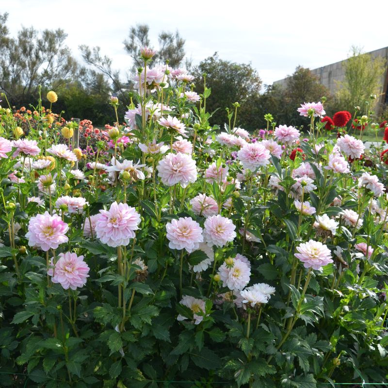 Dahlia Décoratif Bonesta