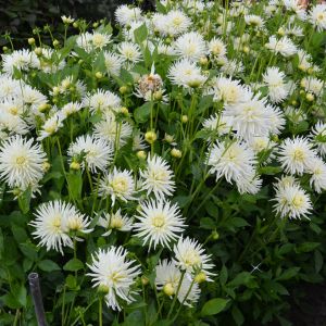 Dahlia Cactus Nain Playa Blanca