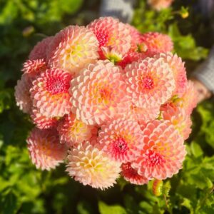 Dahlia Balle Hillcrest Suffusion