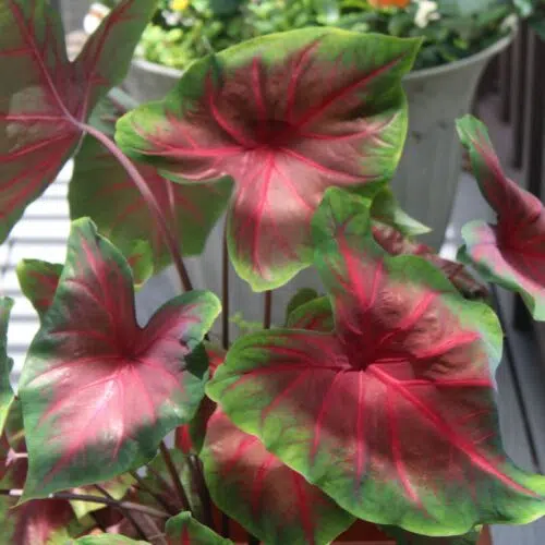 Caladium Blaze - Red Fancy Leaf