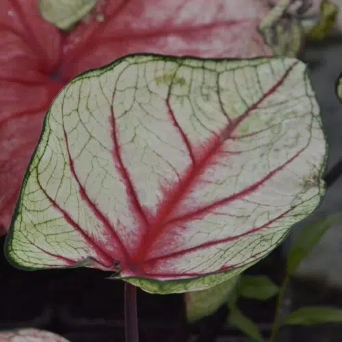 Caladium White Queen - Fancy Leaf