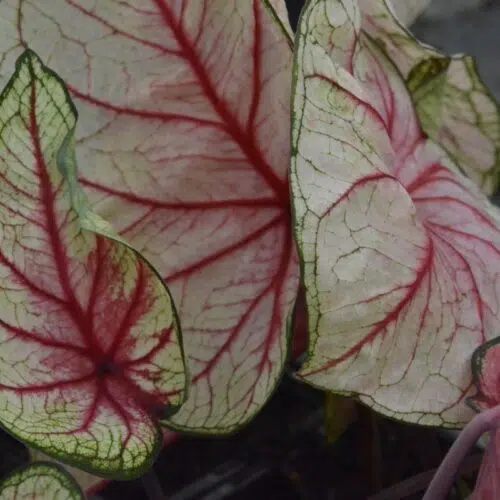 Caladium White Queen - Fancy Leaf