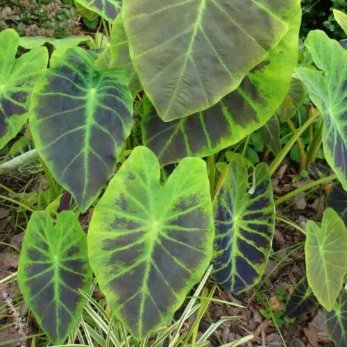 Colocasia Esculenta Cintho Aloha