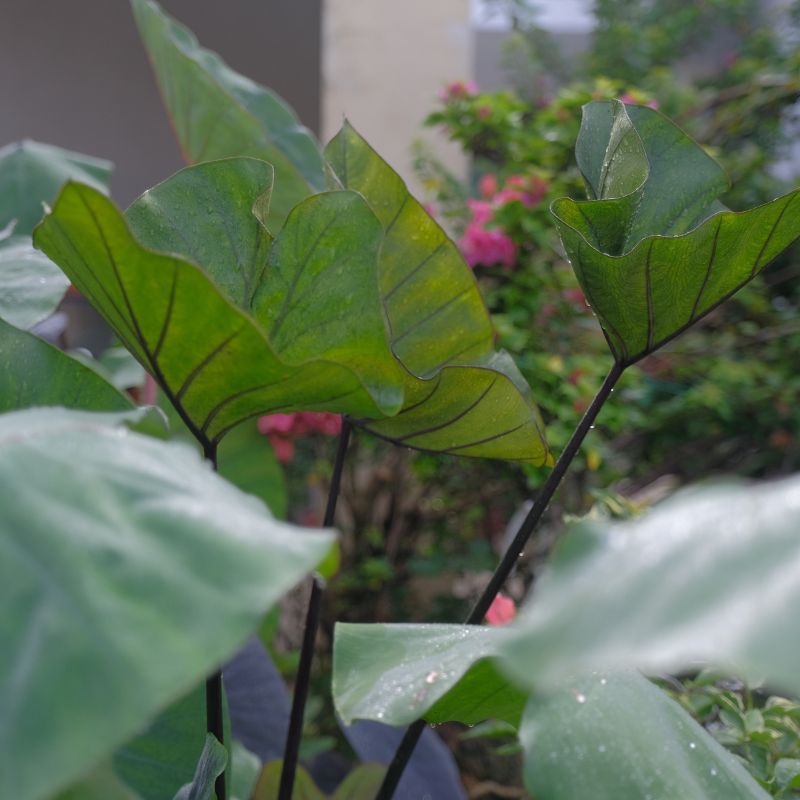 Colocasia Esculenta Tea Cup