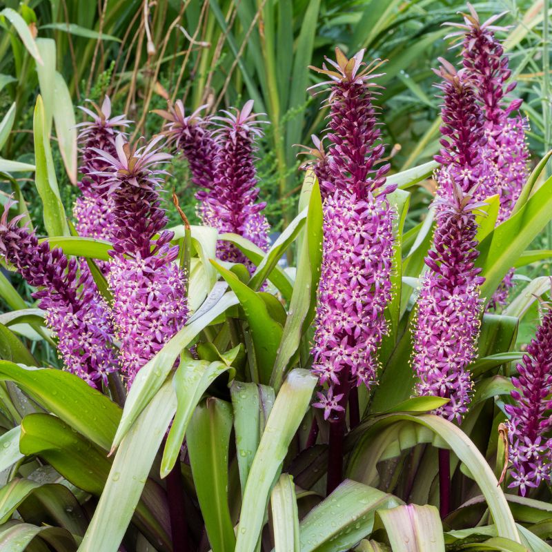 Eucomis Purple