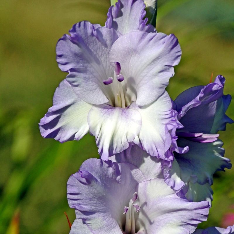 Glaïeul à Grandes Fleurs Blue Tropic