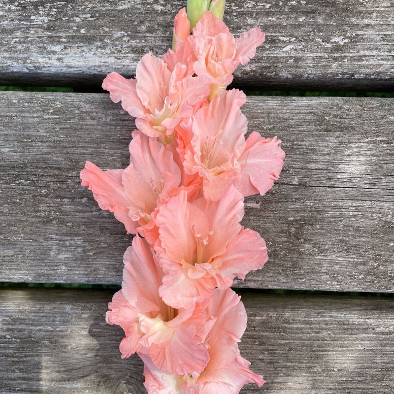 Glaïeul à Grandes Fleurs Blushed Look