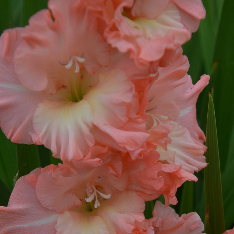 Glaïeul à Grandes Fleurs Blushed Look